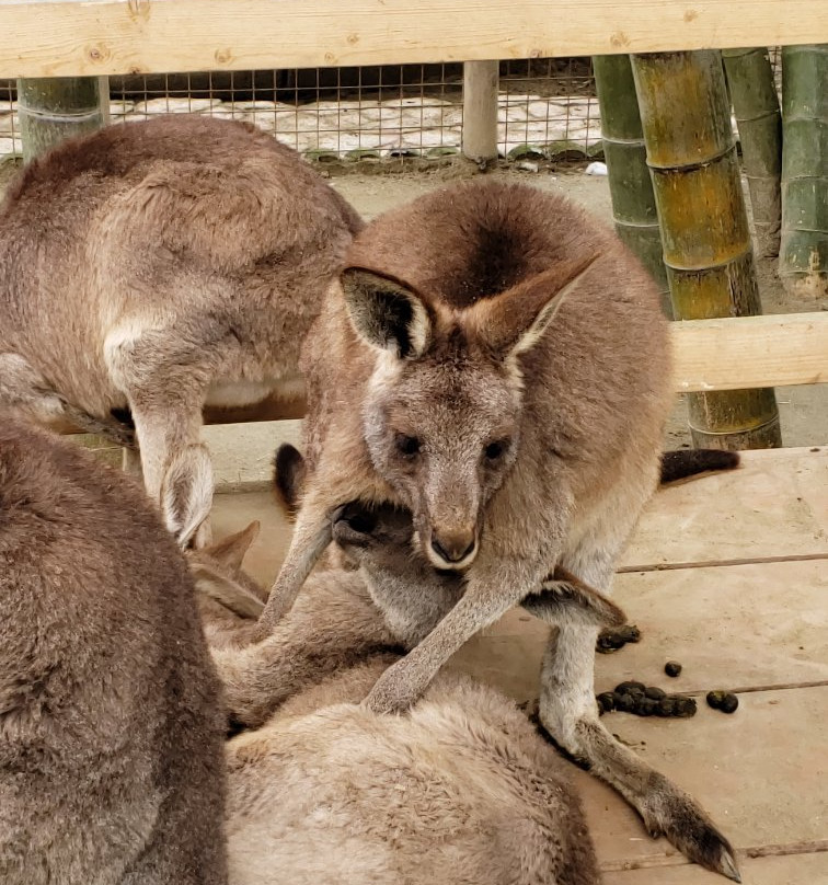 Sayuri World-市原市必去景点