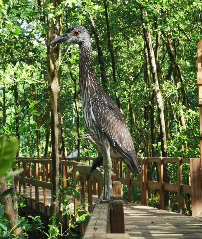 Manglares de Old Point National Park-圣安德烈斯必去景点