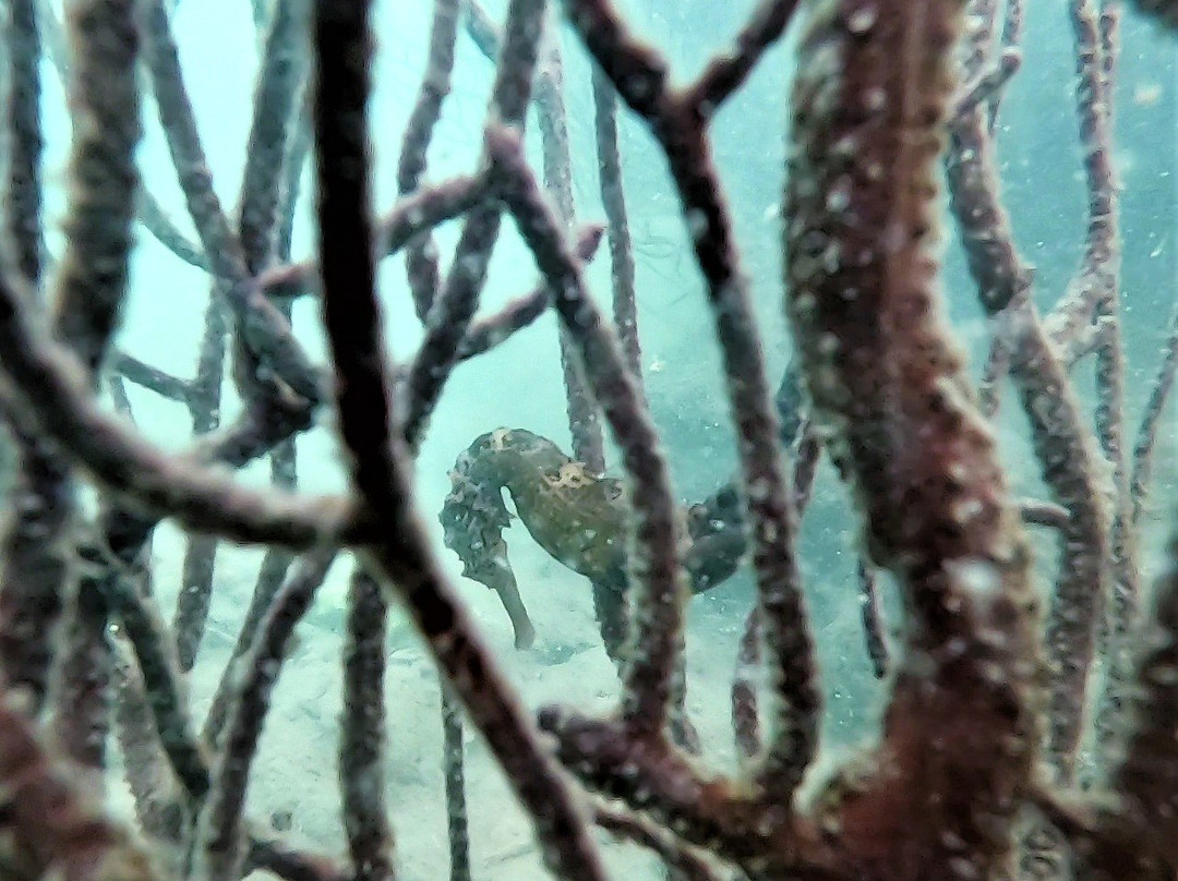 兰卡威水肺潜水中心景点图片