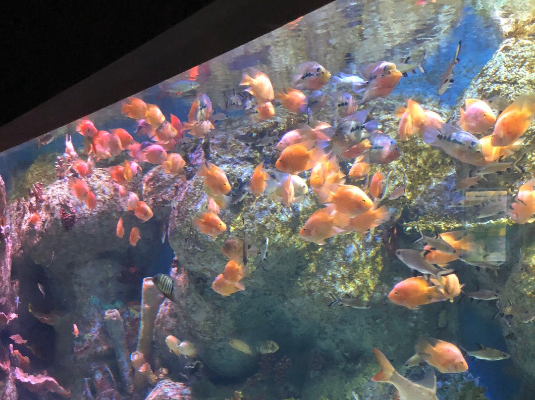 Isfahan Aquarium-Isfahan必去景点