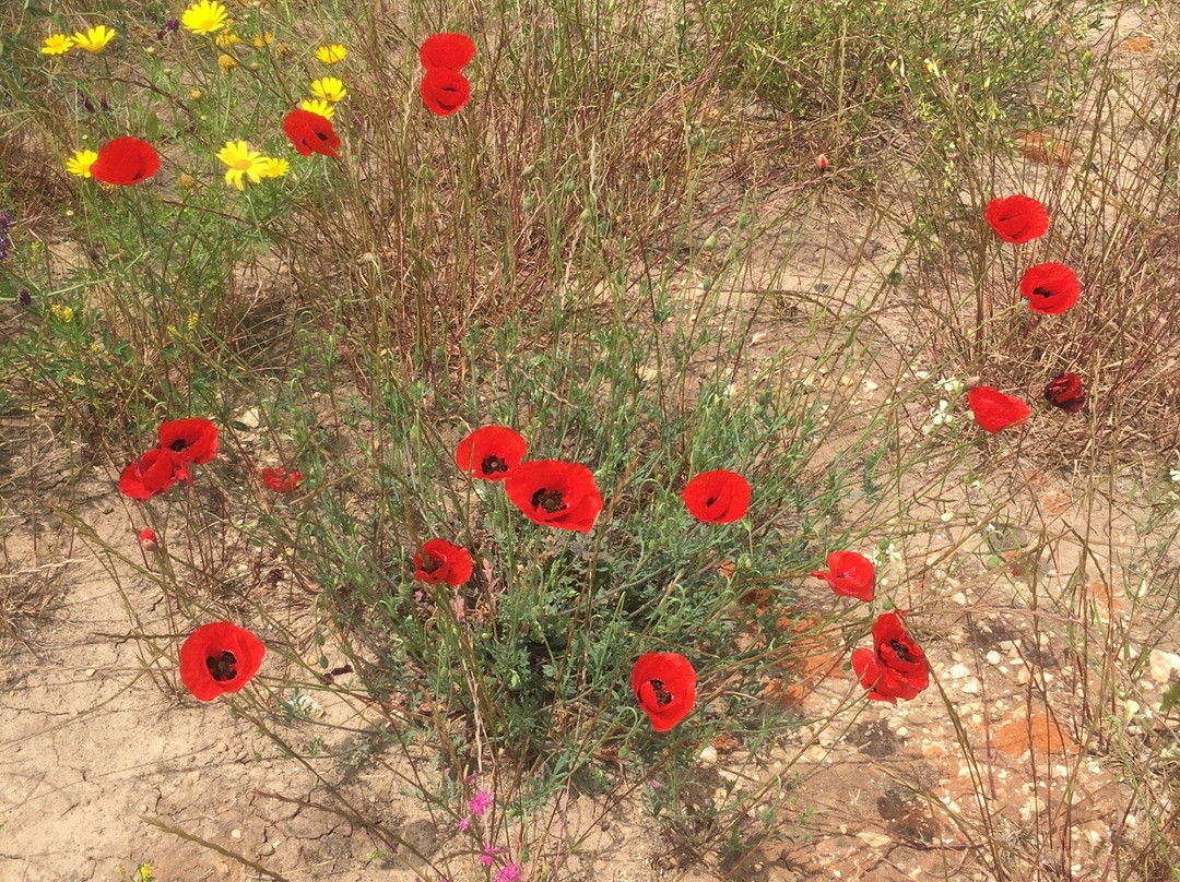 Kfar Saba Park-Kefar Sava必去景点