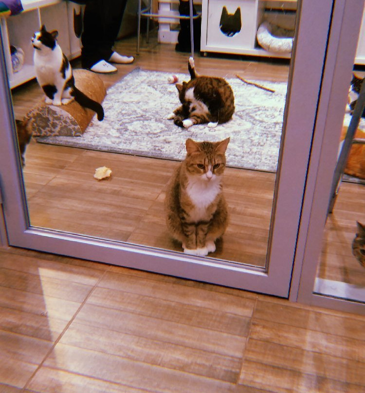 Cats City景点图片