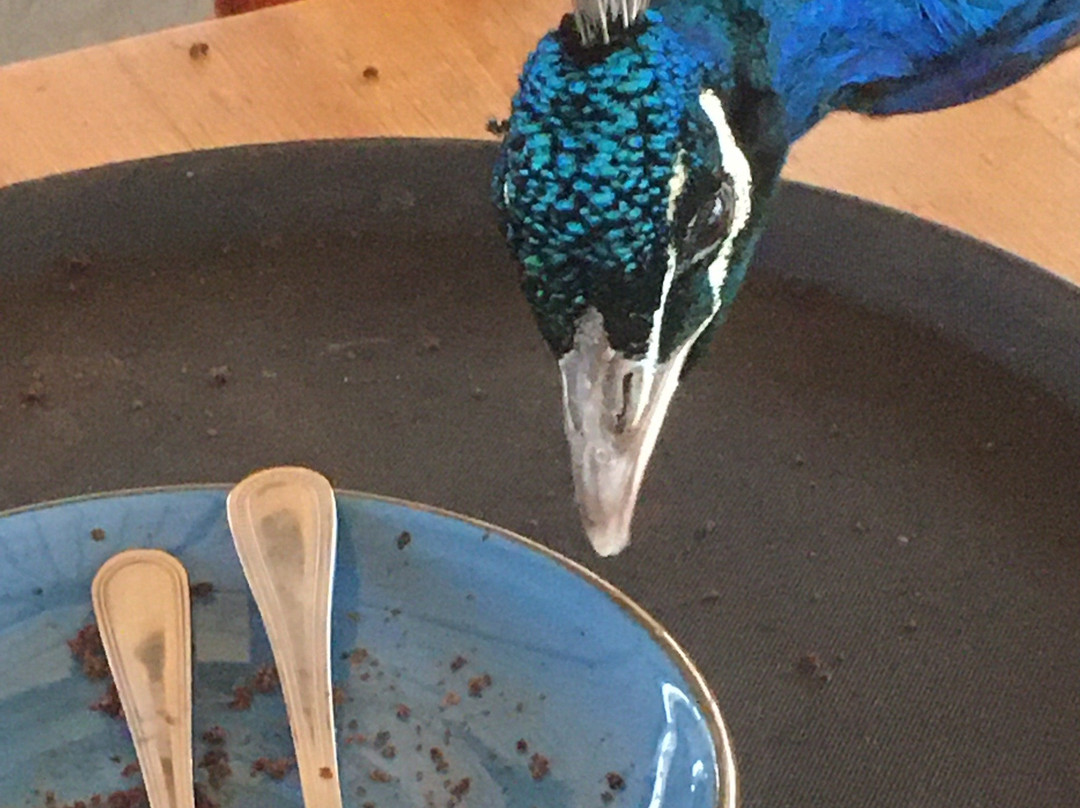 Bodafon Farm Park-兰迪德诺必去景点