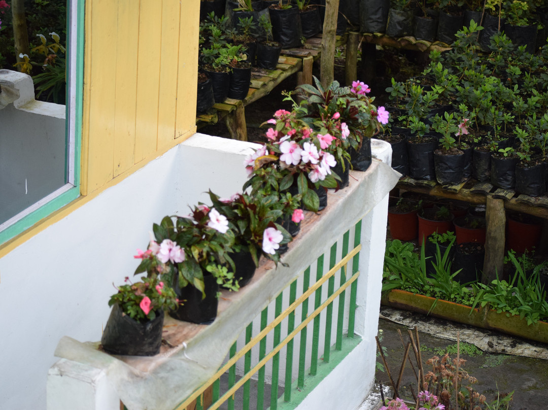 Conifers Homestay主图