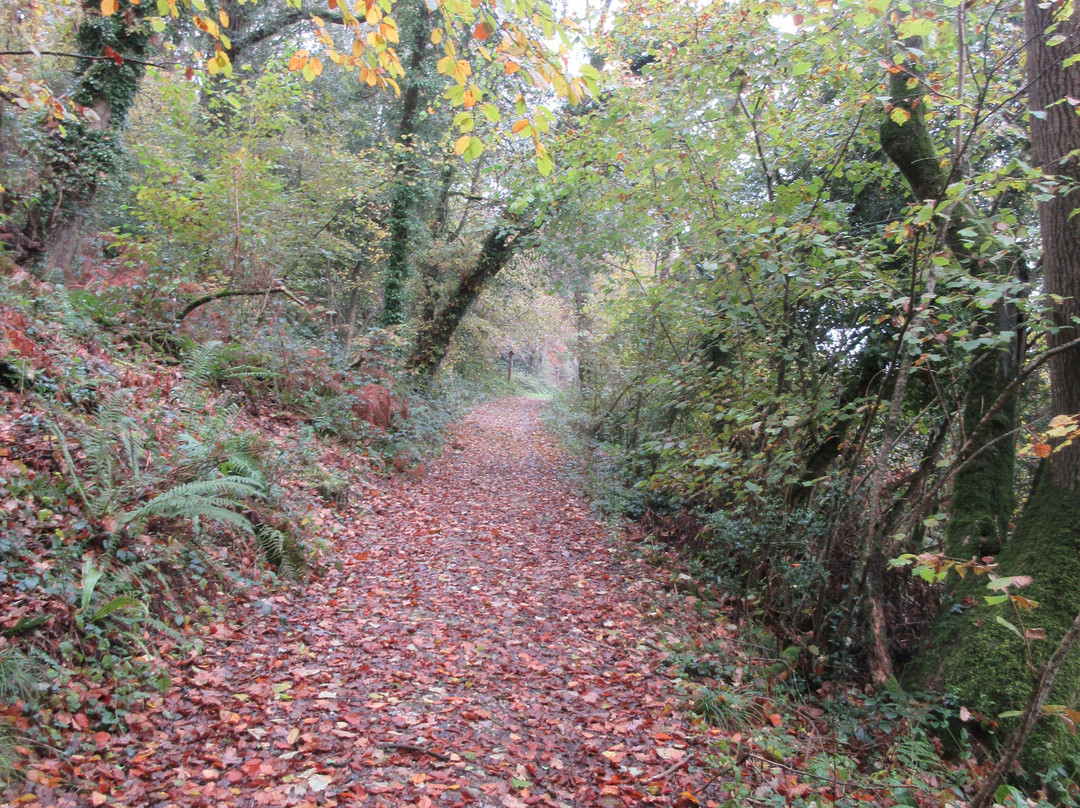 Holyford Woods Local Nature Reserve-Colyford必去景点