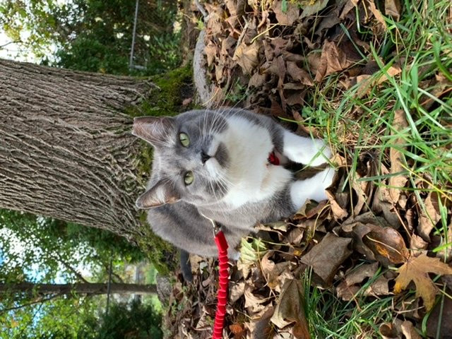 Lucky Cat Cafe  & Lounge-路易斯维尔必去景点