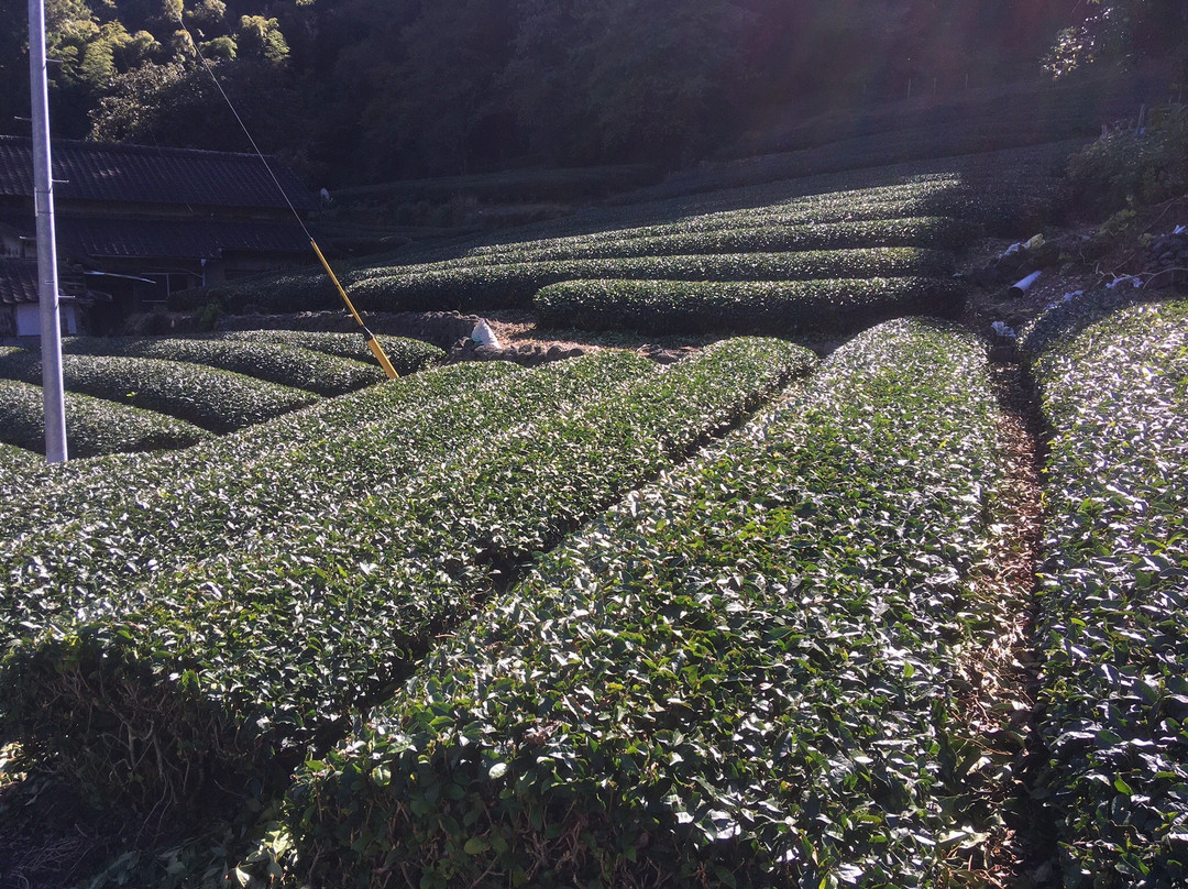Site of Japan's First Ureshino Tea景点图片