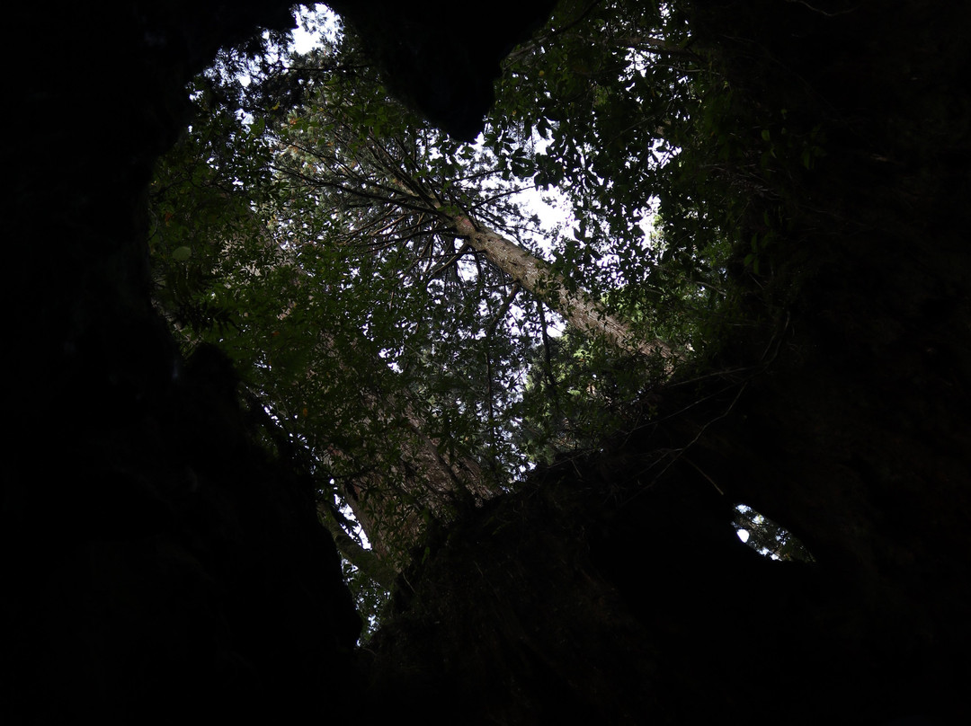 Wilson Stump景点图片
