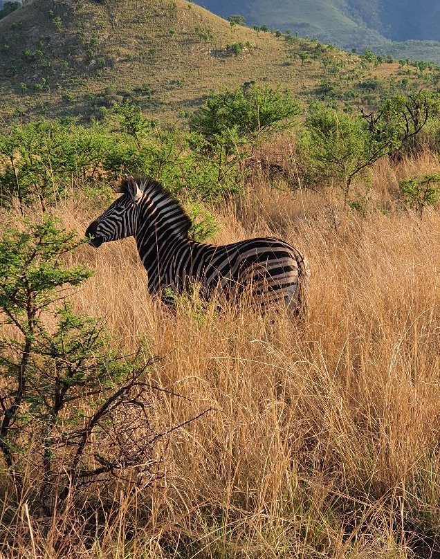 Nkomazi Game Reserve景点图片