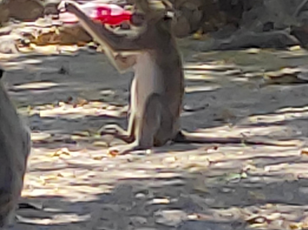 Baluran National Park-Situbondo必去景点