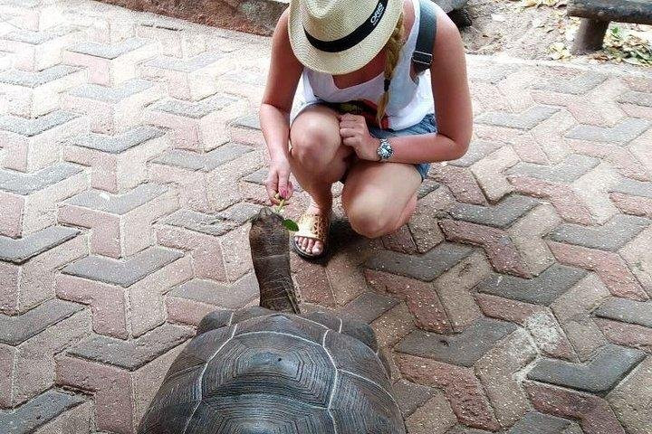 Zanzibar Tours and Transfers景点图片