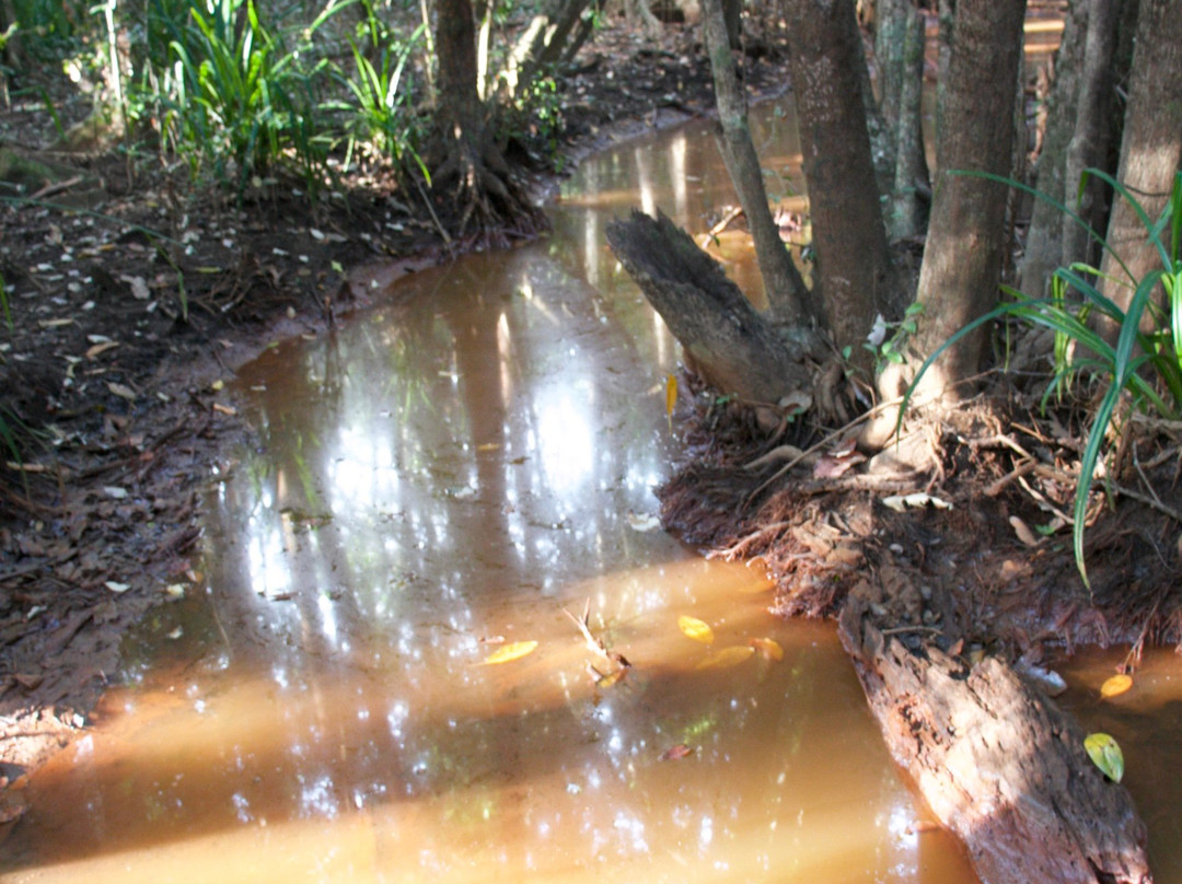 Dubuji Boardwalk-Cape Tribulation必去景点