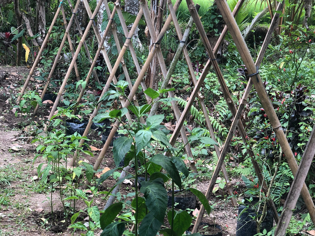 Umah Padi Bali Cooking Class-乌布必去景点