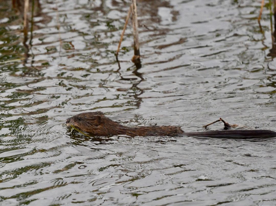 木野牛国家公园-Northwest Territories必去景点