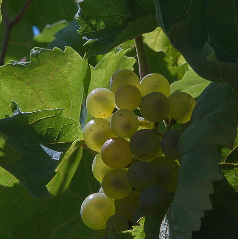 Sandbanks Estate Winery-Wellington必去景点