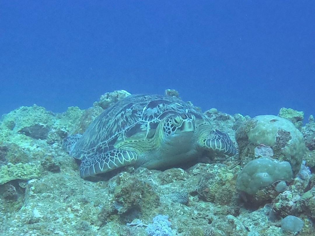 Blue Water Diving Centre-卓欧毕雪必去景点