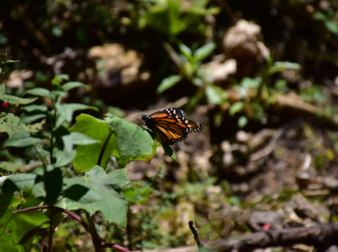 Sierra Chincua Butterfly Sanctuary景点图片