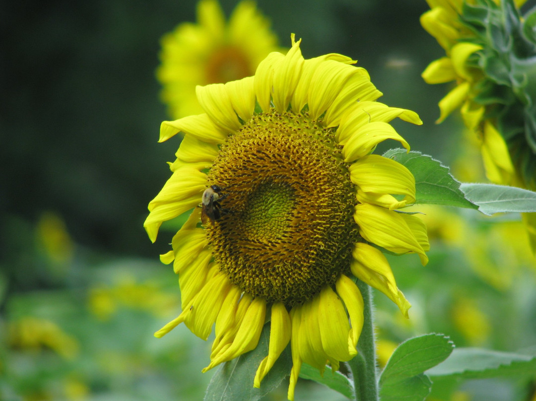 McKee-Beshers Wildlife Management Area