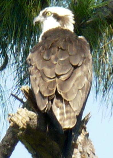Lake Seminole Park景点图片
