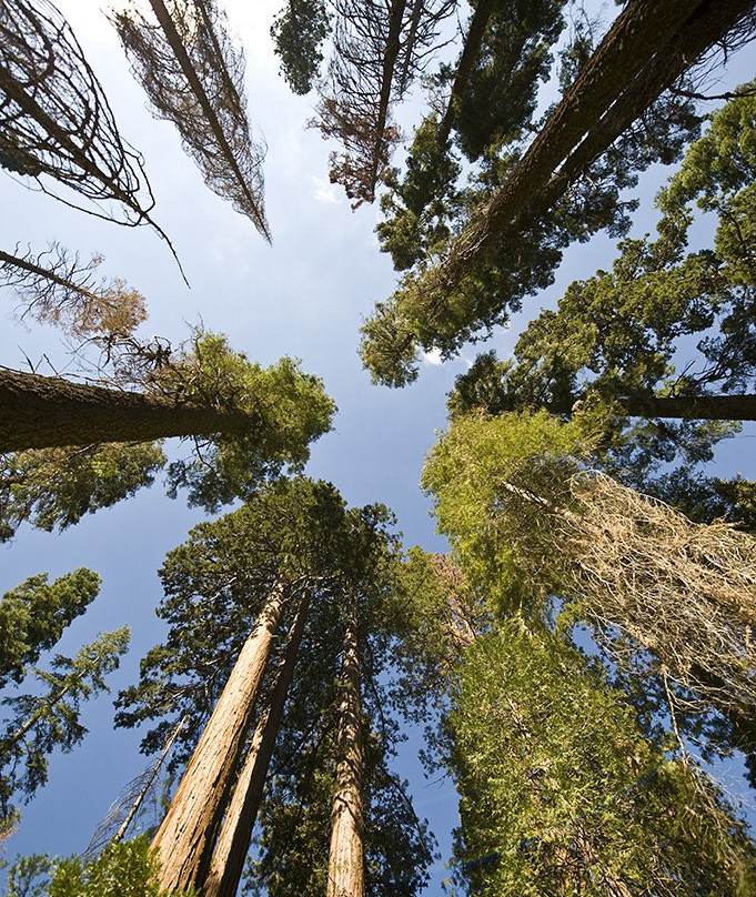Mariposa Grove of Giant Sequoias景点图片