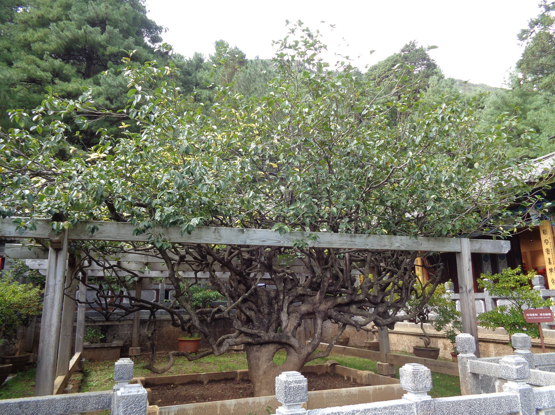 丽江玉峰寺景点图片