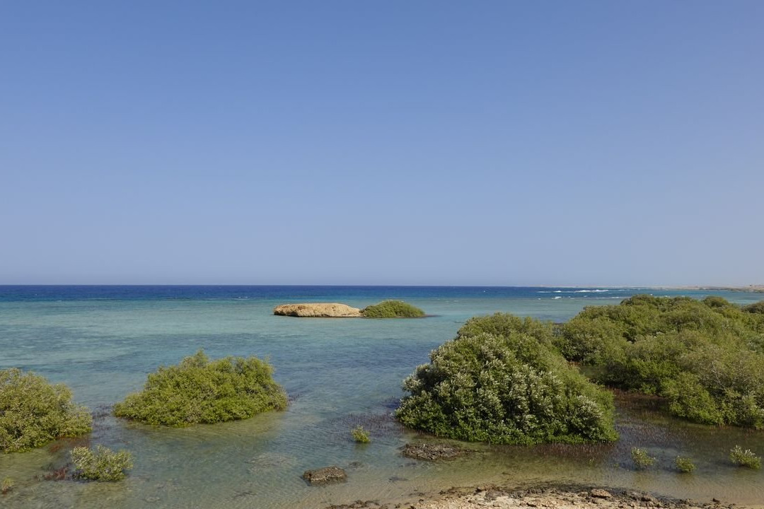 El Qulan Mangrove Forest-马萨阿拉姆必去景点