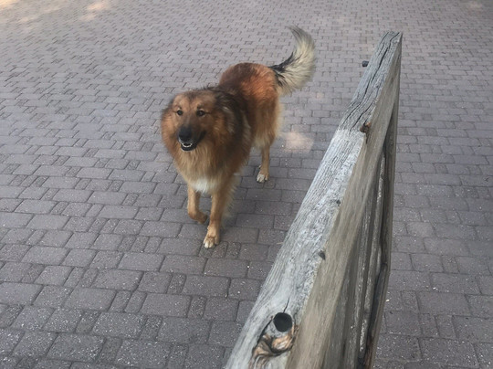 Fa-Sol Bed & Breakfast Casa Romano主图