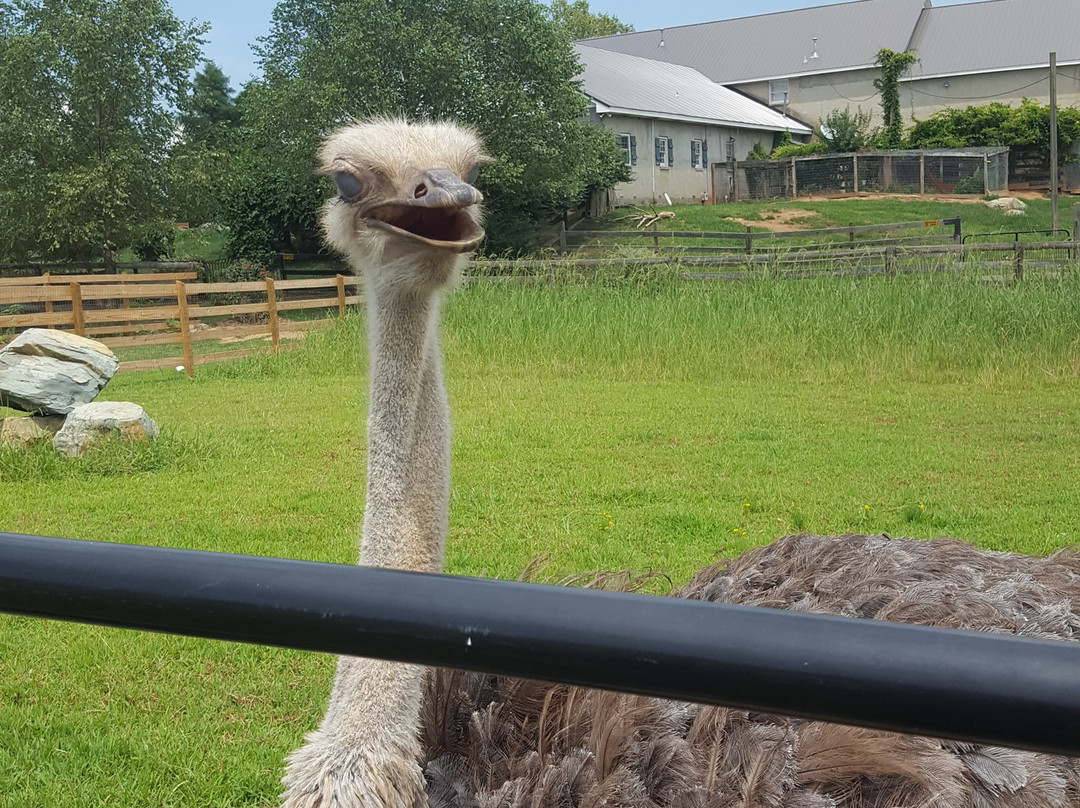 Why Not An American Ark景点图片