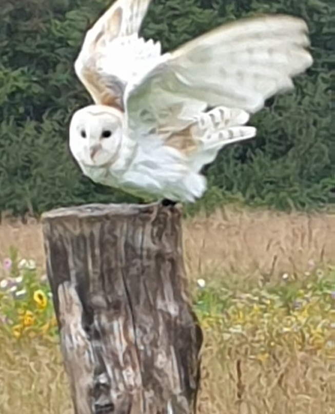 Pembrokeshire Falconry景点图片