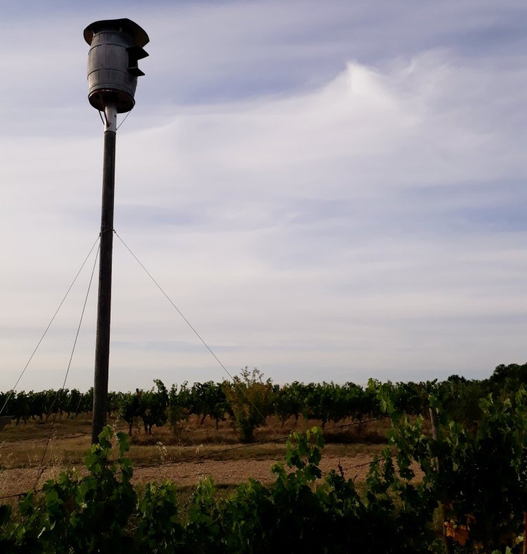 Les Vignerons de Buzet景点图片