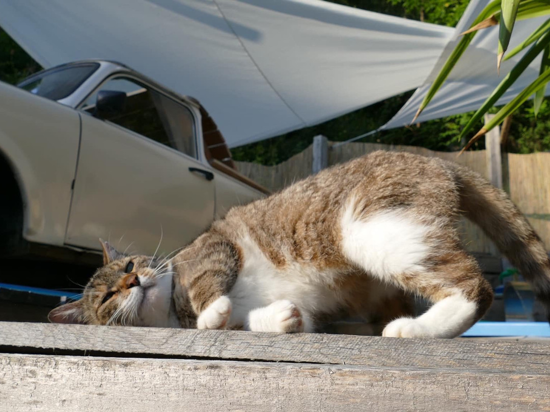 Bukkosd旅游攻略图片