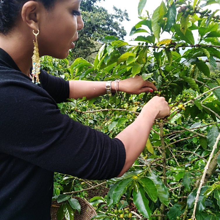 Finca Cafetera La Leona-麦德林必去景点