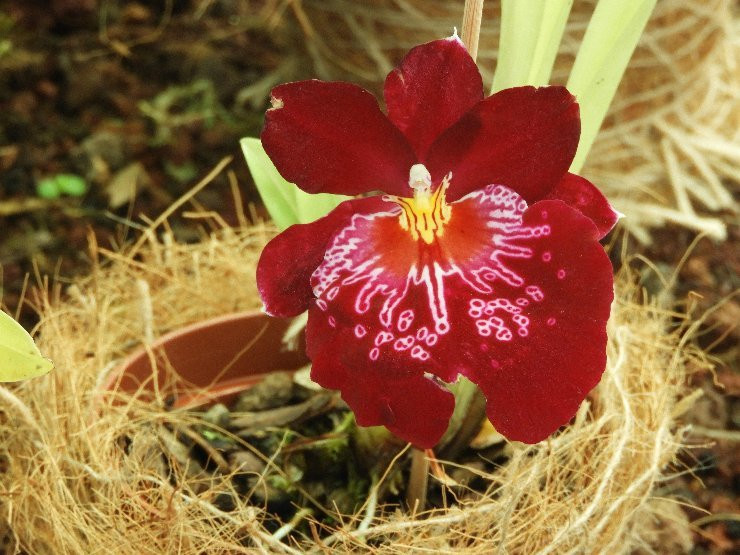 Faial Botanic Garden-奥尔塔必去景点
