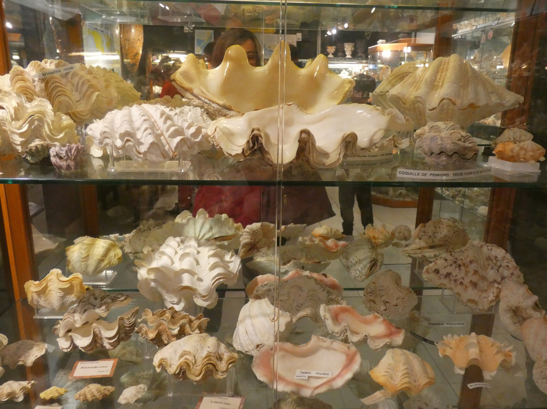 Musée De L'amiral景点图片