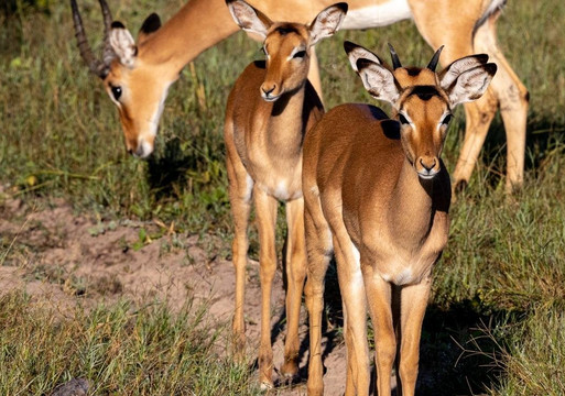 Cathie Tour Guide Uganda-恩德培必去景点