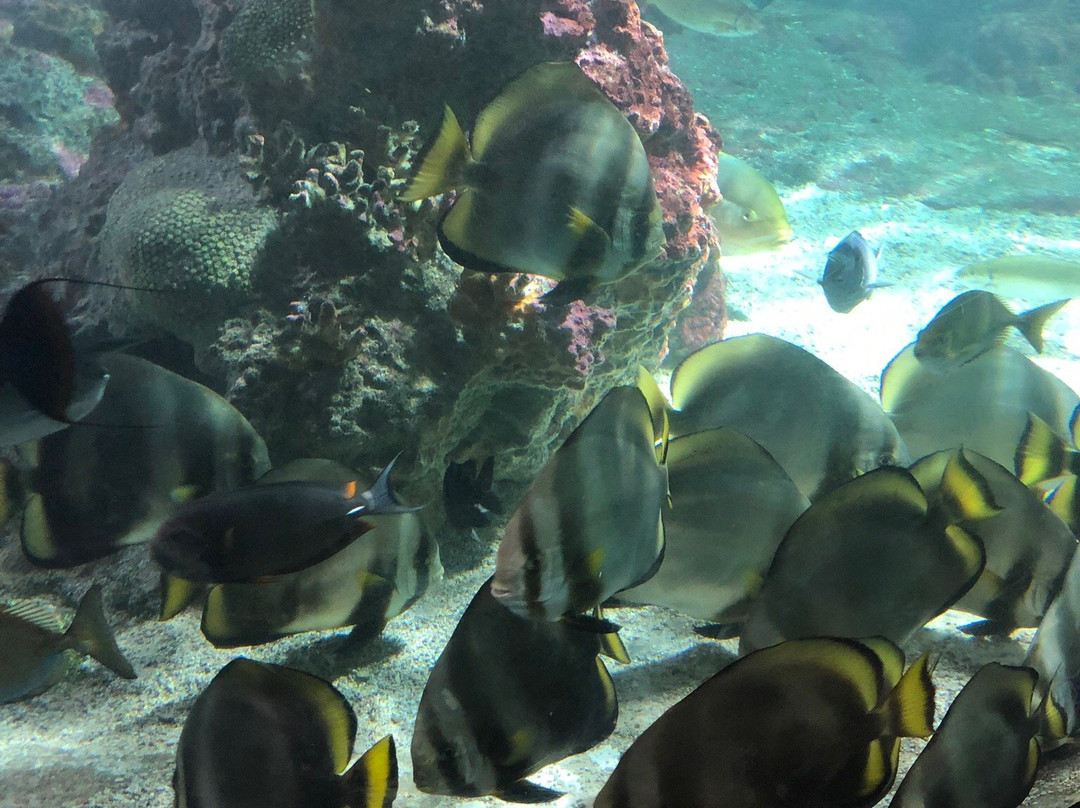 热那亚水族馆景点图片