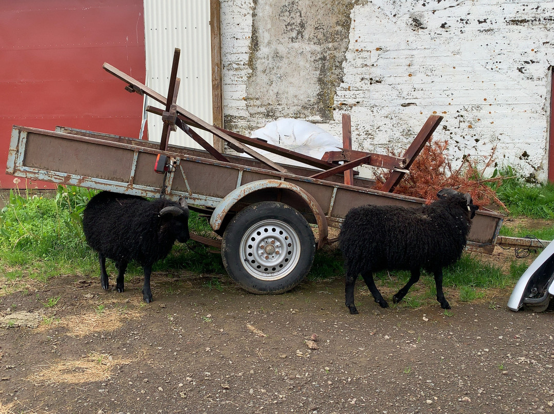 Fljotsbakki Farm Hotel主图