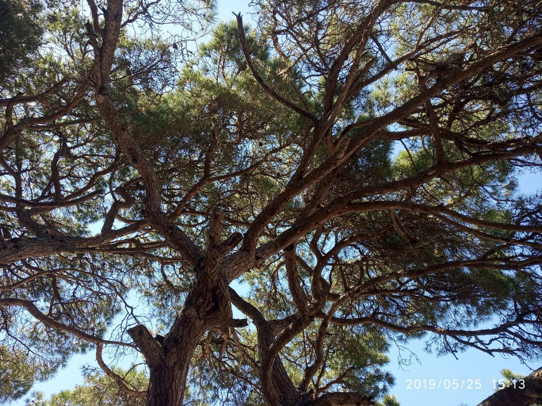 Praia da Lagoa de Albufeira景点图片