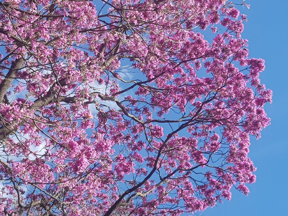 Jardim Botanico De Americana-Americana必去景点