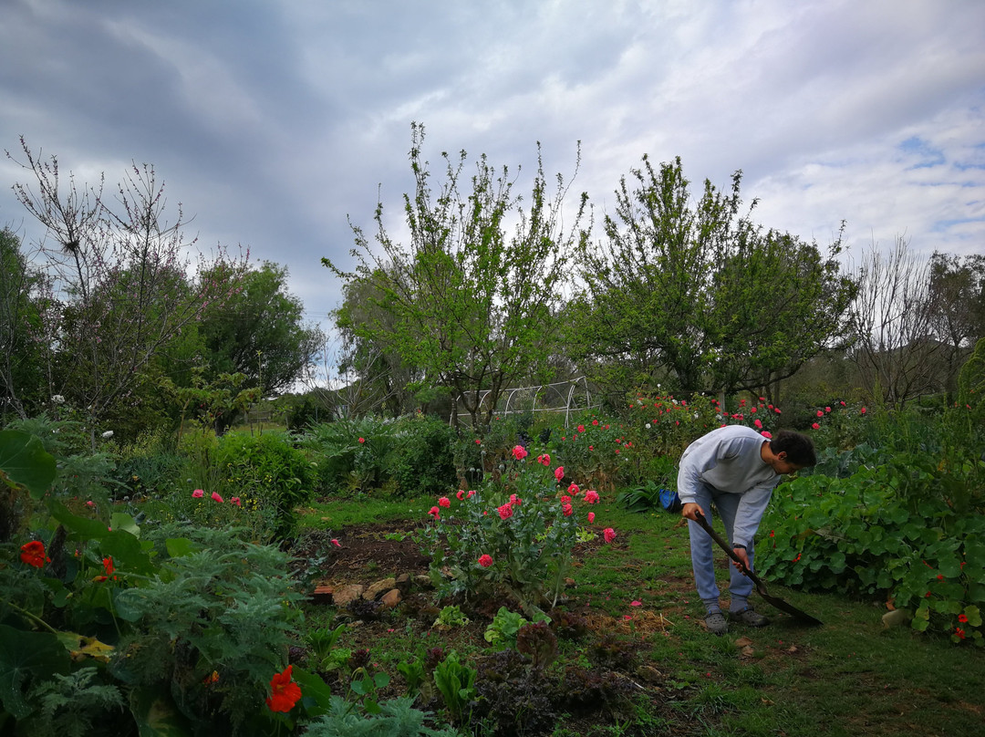 Wild Olive Guest Farm主图