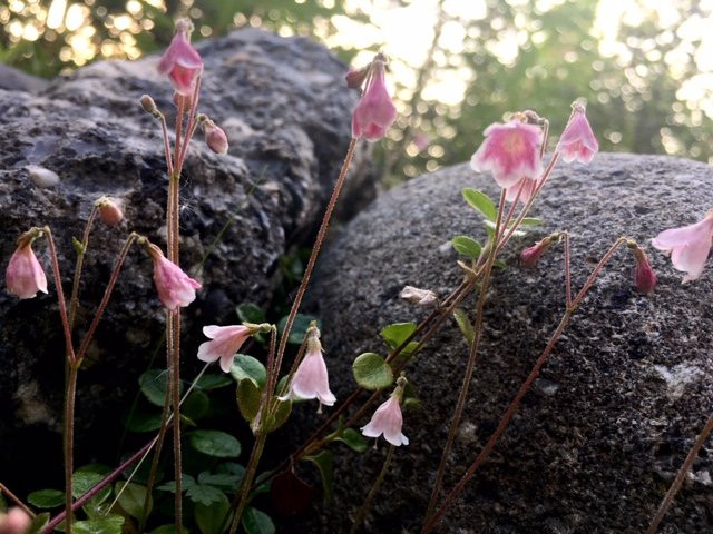 The Perch Resort主图