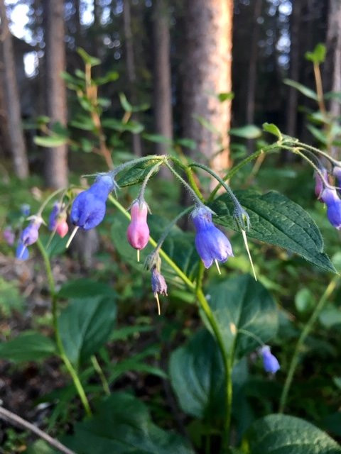 The Perch Resort主图