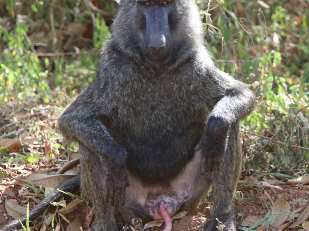 Lake Albert-Ntoroko必去景点