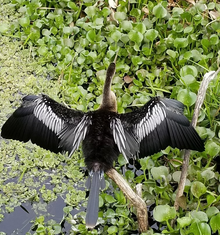 La Chua Trail-盖恩斯维尔必去景点