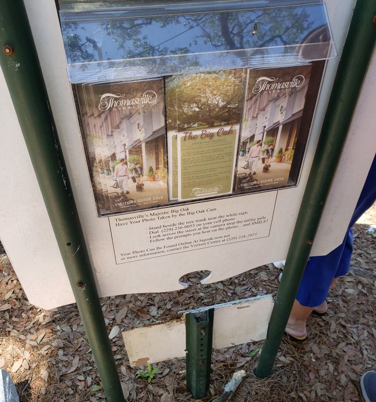 Thomasville's Historic Big Oak-Thomasville必去景点