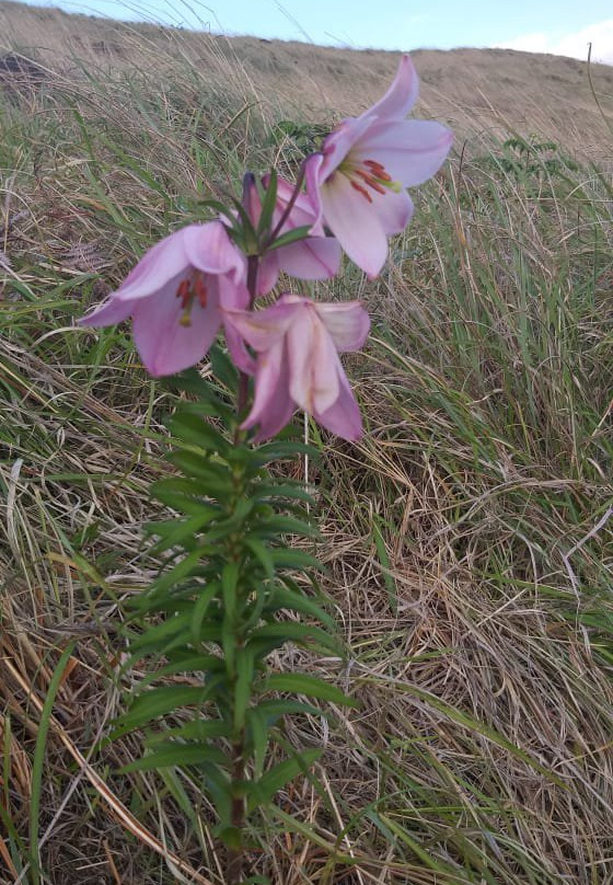 Shirui Kashung-Ukhrul必去景点