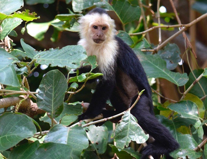 Monteverde Tours-Cerro Plano必去景点