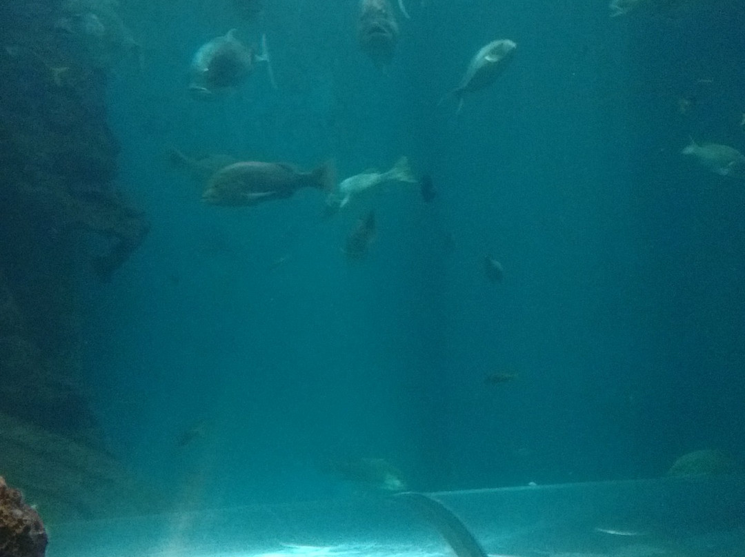 Rayong Aquarium-罗勇必去景点