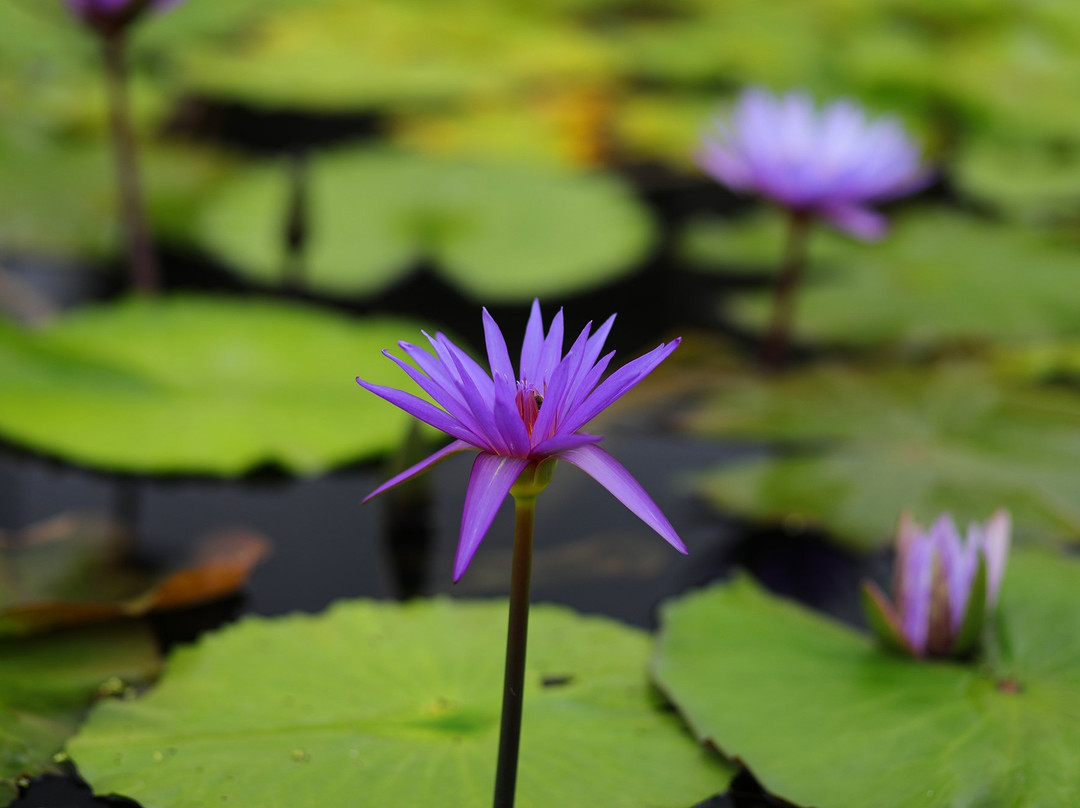 The International Waterlily Collection景点图片