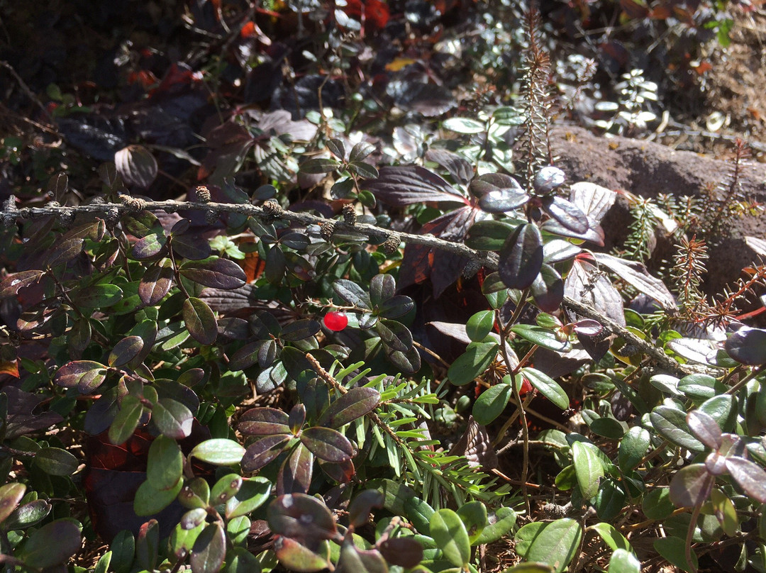 Takamine Kogen-小诸市必去景点